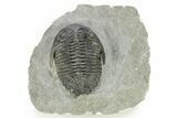 Detailed Hollardops Trilobite - Beautiful Preservation #275245-2